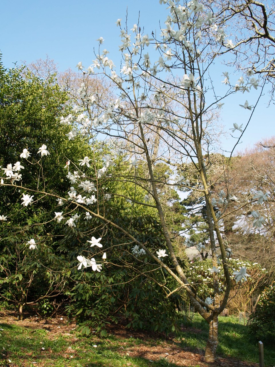 Magnolia campbellii alba
